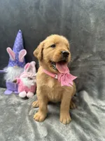 Betsy -194, a female Golden Retriever for sale in Lakeland, FL – 1 of 10