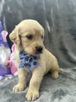 Sophie - 197, a female Golden Retriever for sale in Lakeland, FL – 1 of 10