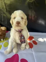 Sully, a male Labradoodle and Poodle - Standard  for sale in Lakeland, FL – 7 of 10