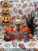 Biscuit 573, a male Golden Retriever for sale in Lakeland, FL – 7 of 10