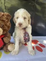 Sully, a male Labradoodle and Poodle - Standard  for sale in Lakeland, FL – 10 of 10