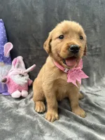 Betsy -194, a female Golden Retriever for sale in Lakeland, FL – 10 of 10