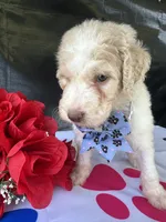 Sapphire - 334 , a female Labradoodle and Poodle - Standard  for sale in Lakeland, FL – 8 of 10