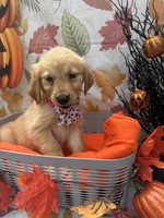 Belle 578, a female Golden Retriever for sale in Lakeland, FL – 4 of 10