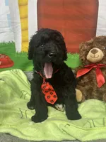 Maxwell 385, a male Bernedoodle and Miniature Bernedoodle for sale in Lakeland, FL – 2 of 10