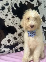 Sapphire - 334 , a female Labradoodle and Poodle - Standard  for sale in Lakeland, FL – 2 of 10