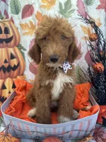 Dolly 397  F1b , a female Goldendoodle and Poodle - Miniature  for sale in Lakeland, FL – 8 of 10