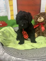 Maxwell 385, a male Bernedoodle and Miniature Bernedoodle for sale in Lakeland, FL – 3 of 10