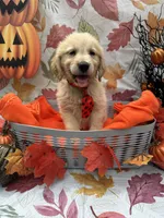Biscuit 573, a male Golden Retriever for sale in Lakeland, FL – 1 of 10