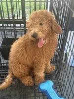 Nate, a male Poodle - Miniature  and Miniature Goldendoodle for sale in Lakeland, FL – 3 of 10