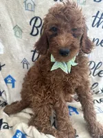Reign - 320, a female Labradoodle and Poodle - Standard  for sale in Lakeland, FL – 10 of 10