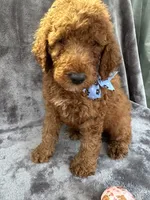 Dakota 394 F1b, a female Goldendoodle and Poodle - Miniature  for sale in Lakeland, FL – 2 of 10