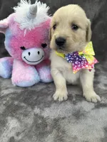 Bridgette 579, a female Golden Retriever for sale in Lakeland, FL – 8 of 10