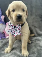 Sara  -193, a female Golden Retriever for sale in Lakeland, FL – 5 of 10