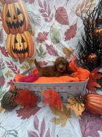 Nova 378, a female Poodle - Miniature  and Miniature Goldendoodle for sale in Lakeland, FL – 6 of 10