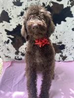 Sophie  - 337, a female Labradoodle and Poodle - Standard  for sale in Lakeland, FL – 9 of 10