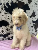 Sapphire - 334 , a female Labradoodle and Poodle - Standard  for sale in Lakeland, FL – 7 of 10