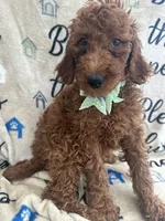 Reign - 320, a female Labradoodle and Poodle - Standard  for sale in Lakeland, FL – 8 of 10