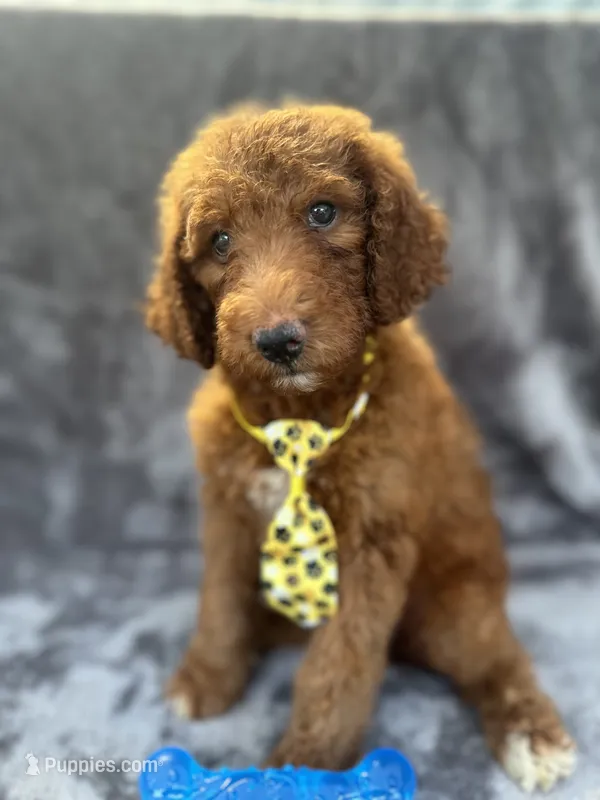 Dexter 396 F1b – Goldendoodle, Poodle - Miniature  puppy for sale in Lakeland, FL