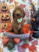 Dixie 399 F1b, a female Goldendoodle and Poodle - Miniature  for sale in Lakeland, FL – 8 of 10