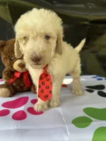 Seth - 332, a male Labradoodle and Poodle - Standard  for sale in Lakeland, FL – 9 of 10