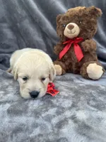 Biscuit 573, a male Golden Retriever for sale in Lakeland, FL – 9 of 10