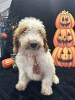 Duke 391 F1b , a male Goldendoodle and Poodle - Miniature  for sale in Lakeland, FL – 6 of 10