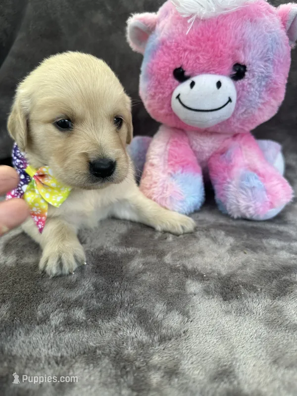 Bridgette 579 – Golden Retriever puppy for sale in Lakeland, FL