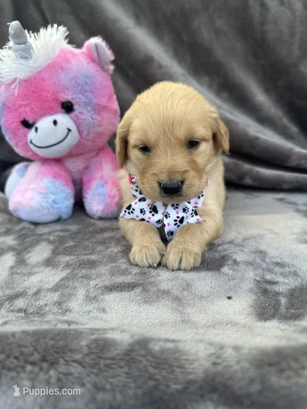 Belle 578 – Golden Retriever puppy for sale in Lakeland, FL