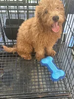 Nate, a male Poodle - Miniature  and Miniature Goldendoodle for sale in Lakeland, FL – 2 of 10