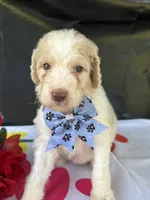 Sapphire - 334 , a female Labradoodle and Poodle - Standard  for sale in Lakeland, FL – 2 of 10