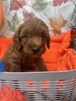  Norman 377, a male Poodle - Miniature  and Miniature Goldendoodle for sale in Lakeland, FL – 2 of 10