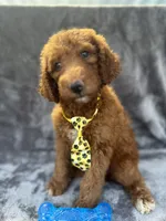 Dexter 396 F1b, a male Goldendoodle and Poodle - Miniature  for sale in Lakeland, FL – 3 of 10