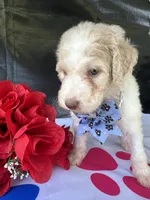 Sapphire - 334 , a female Labradoodle and Poodle - Standard  for sale in Lakeland, FL – 9 of 10