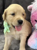 Beatrice 575, a female Golden Retriever for sale in Lakeland, FL – 3 of 10