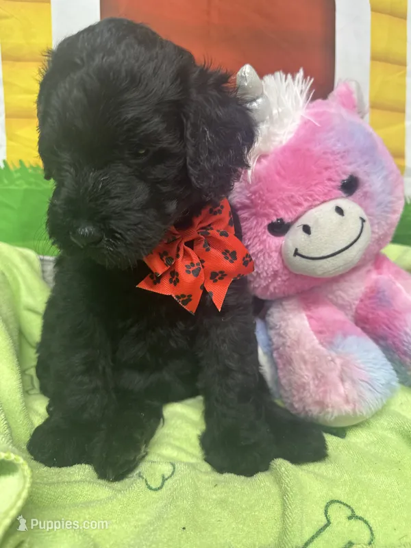 Matilda 382 – Bernedoodle, Miniature Bernedoodle puppy for sale in Lakeland, FL