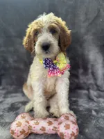 Diana 393 F1b, a female Goldendoodle and Poodle - Miniature  for sale in Lakeland, FL – 5 of 10