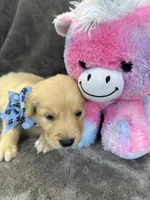 Bailey 577, a female Golden Retriever for sale in Lakeland, FL – 4 of 10