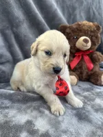 Biscuit 573, a male Golden Retriever for sale in Lakeland, FL – 4 of 10