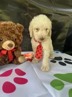 Seth - 332, a male Labradoodle and Poodle - Standard  for sale in Lakeland, FL – 4 of 10