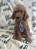 Ralph - 122, a male Labradoodle and Poodle - Standard  for sale in Lakeland, FL – 9 of 10