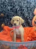 Girl, a female Labradoodle and Golden Retriever for sale in Lakeland, FL – 6 of 8