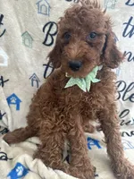 Reign - 320, a female Labradoodle and Poodle - Standard  for sale in Lakeland, FL – 9 of 10
