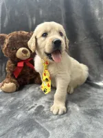 Sammy - 191, a male Golden Retriever for sale in Lakeland, FL – 7 of 10