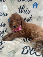 Ruth-125, a female Labradoodle and Poodle - Standard  for sale in Lakeland, FL – 9 of 10