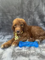 Dexter 396 F1b, a male Goldendoodle and Poodle - Miniature  for sale in Lakeland, FL – 2 of 10