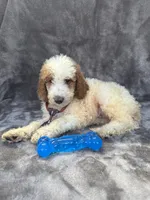 Duke 391 F1b, a male Goldendoodle and Poodle - Miniature  for sale in Lakeland, FL – 10 of 10