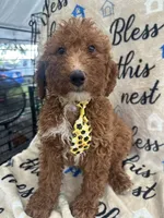 Ricky- 124, a male Labradoodle and Poodle - Standard  for sale in Lakeland, FL – 5 of 10