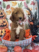 Dolly 397  F1b , a female Goldendoodle and Poodle - Miniature  for sale in Lakeland, FL – 10 of 10