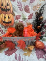 Nicole 379, a female Poodle - Miniature  and Miniature Goldendoodle for sale in Lakeland, FL – 5 of 9